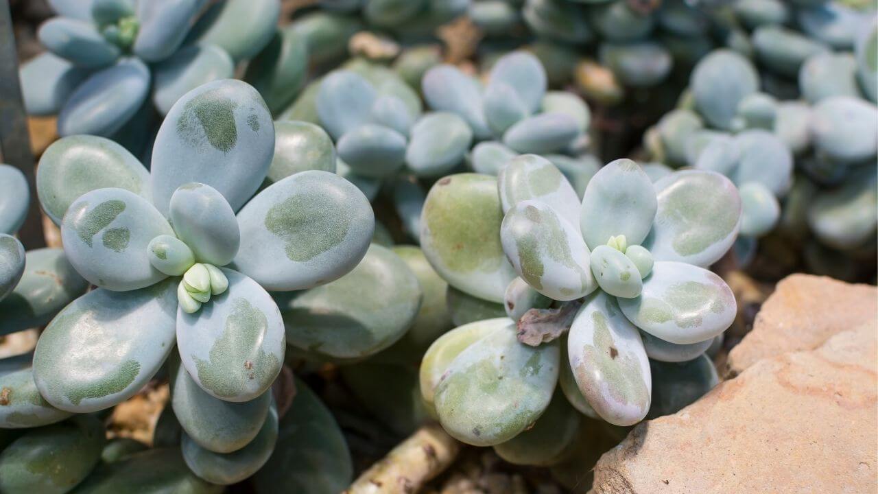 How to care for your moonstone succulent