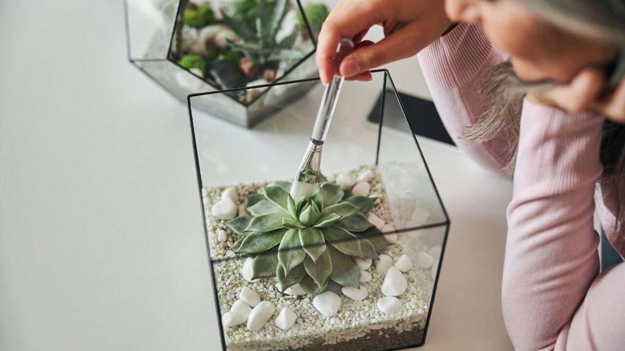 how-to-clean-succulent-leaves
