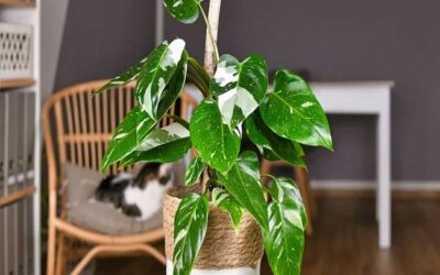 How To Grow Philodendron Indoors