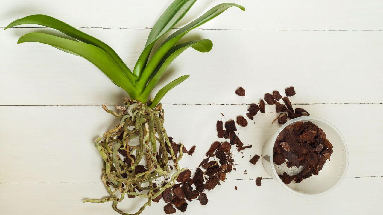 how to make orchid soil