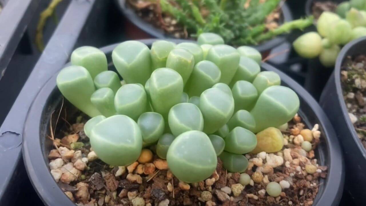 how-to-propagate-baby-toes-succulent