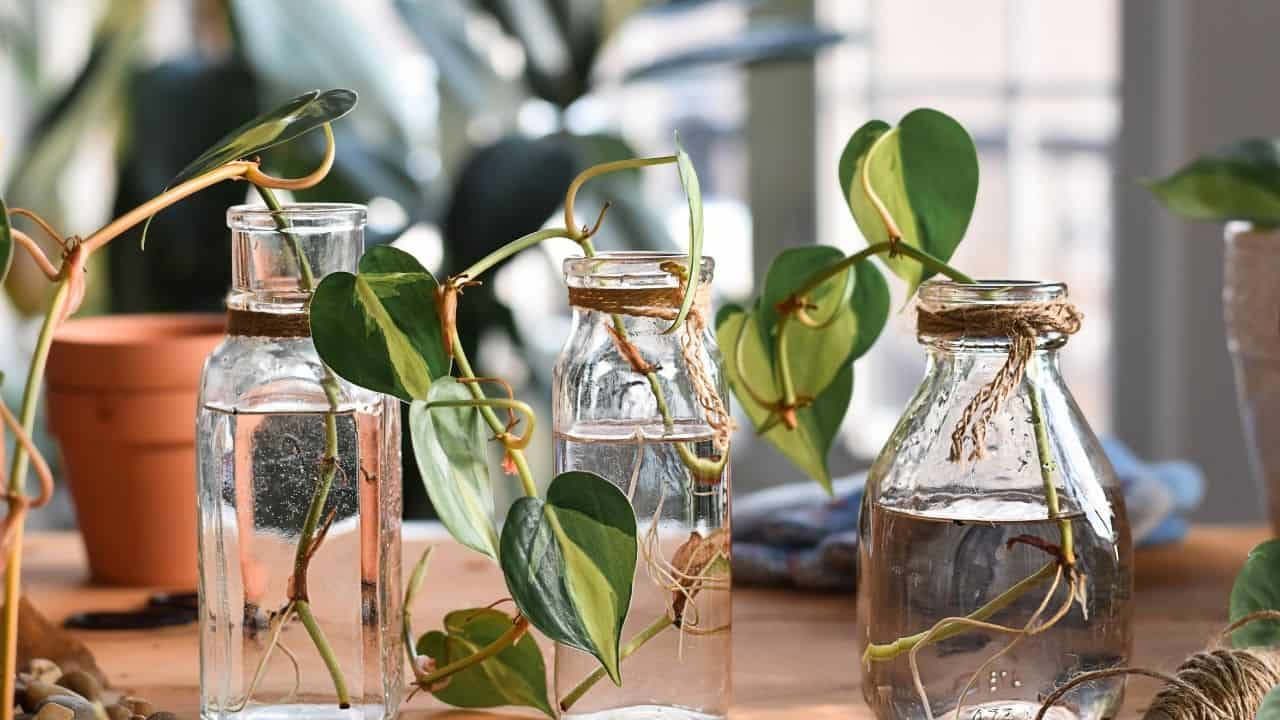 how to propagate heart leaf philodendron