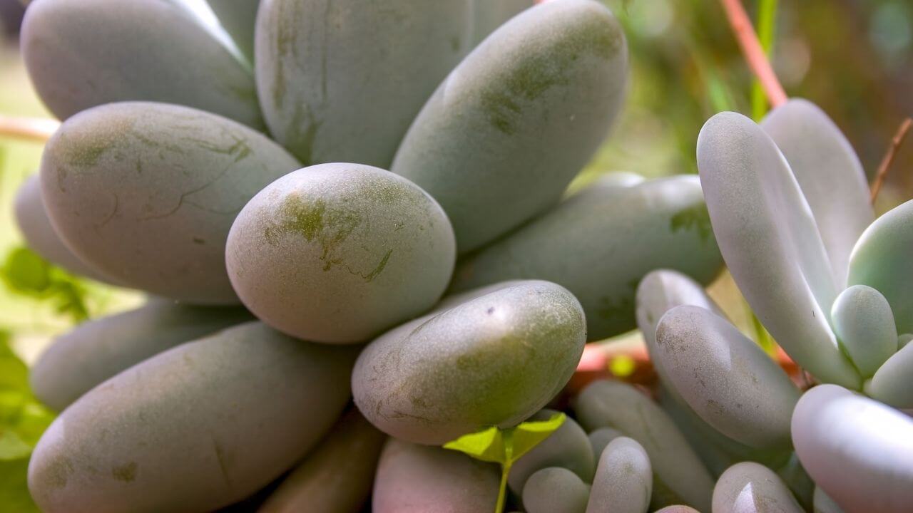 how-to-propagate-moonstone-succulent