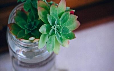 How To Propagate Succulents With Water The Ultimate Guide 