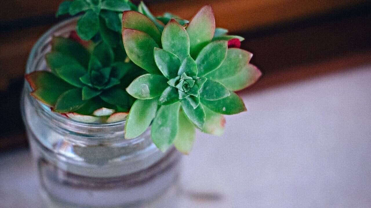 how-to-propagate-succulents-with-water