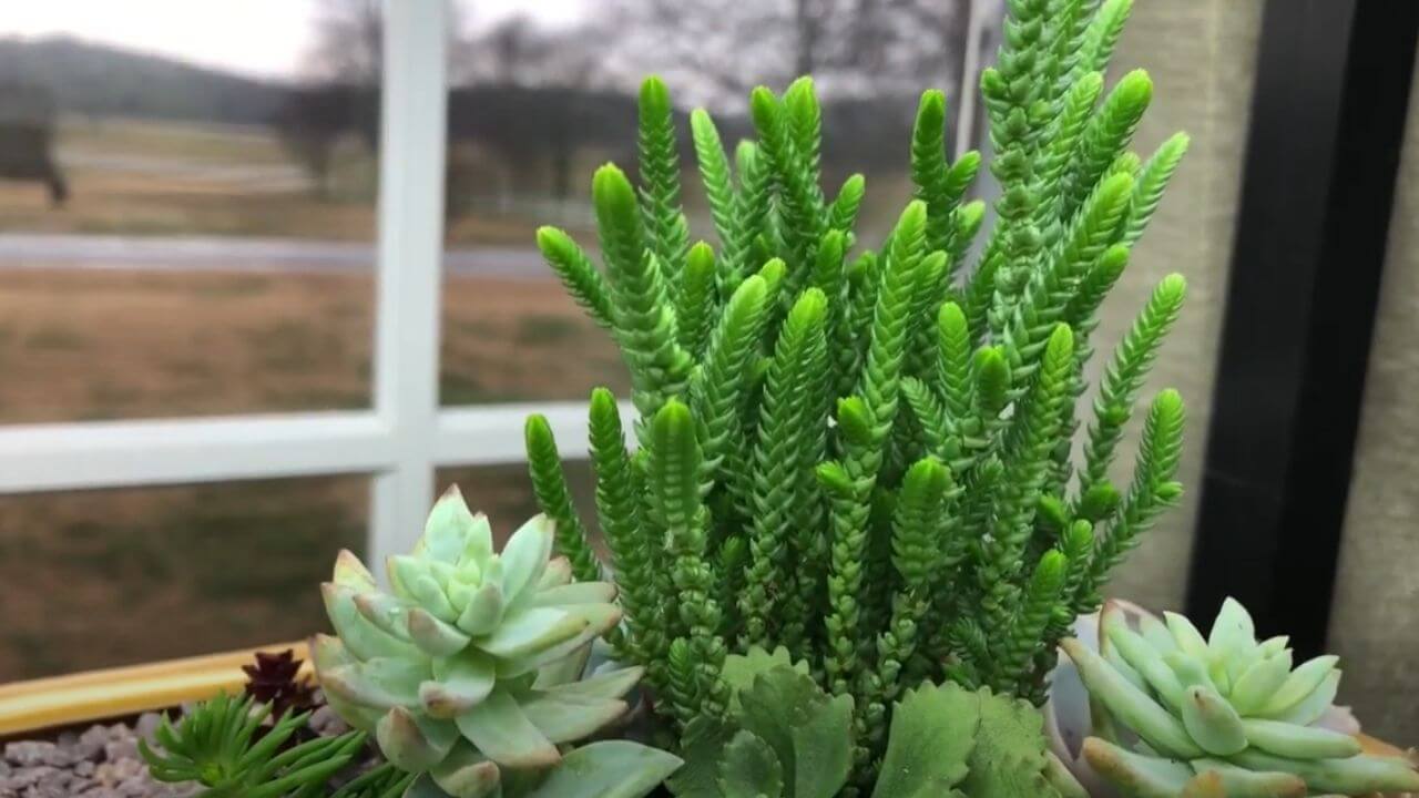 how-to-propagate-watch-chain-succulent