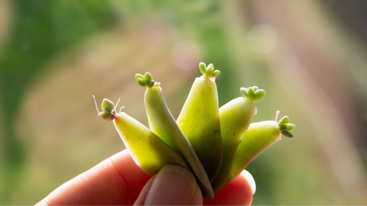 how-to-remove-succulent-pups-from-stem