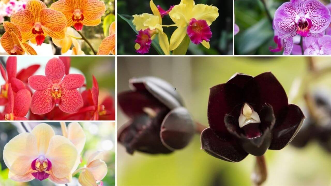 orchid types and names