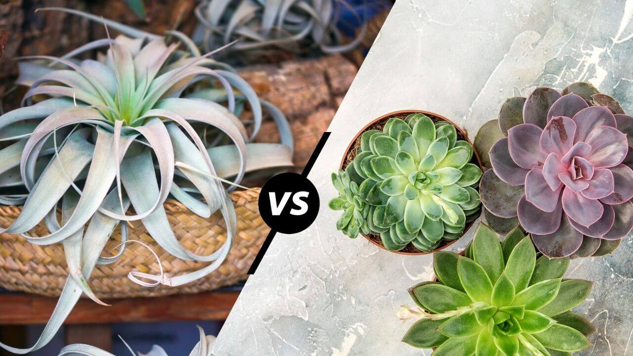 succulent-vs-air-plant