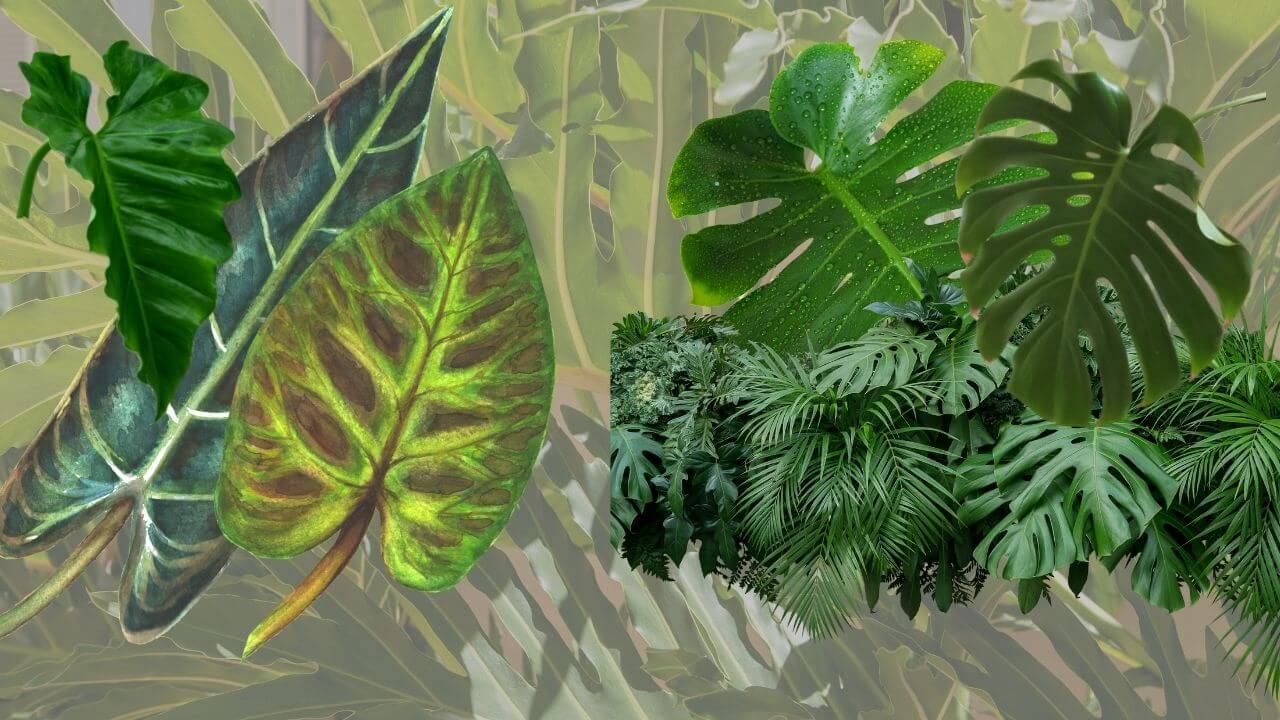 what-is-the-difference-between-philodendron-and-monstera