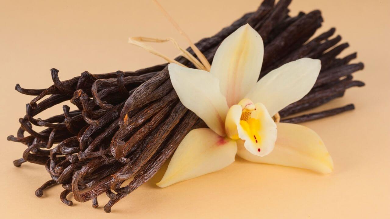 which-orchid-produces-vanilla-beans