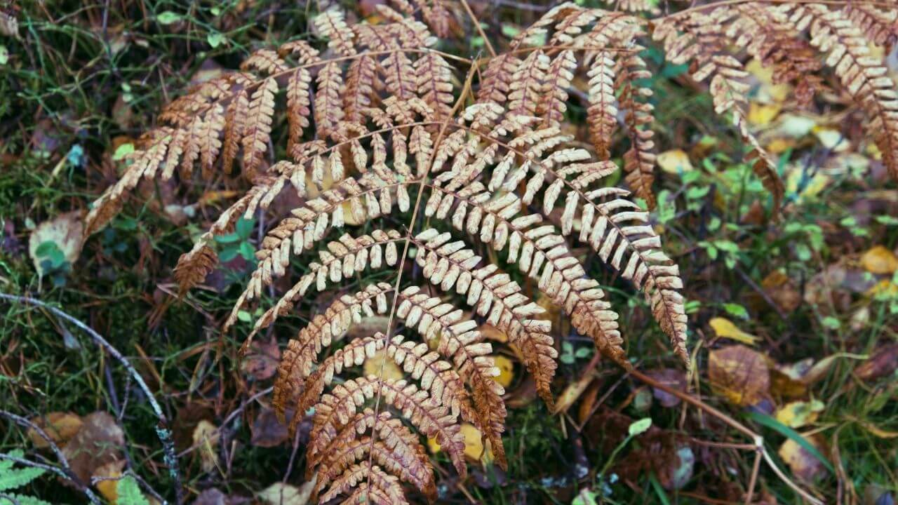 why-are-my-ferns-turning-brown