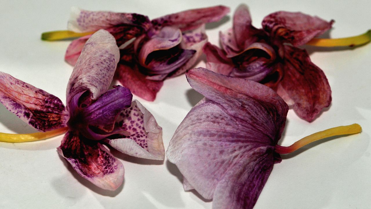 why do orchid flowers wilt