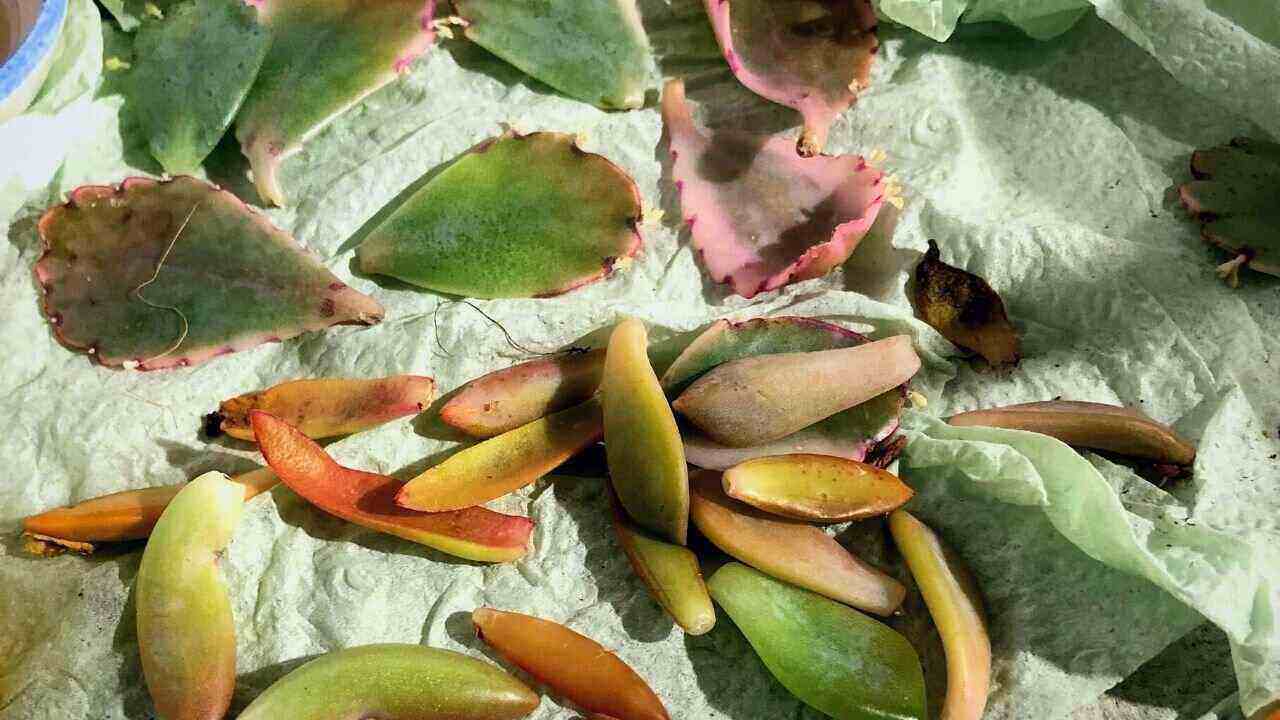 Why are my succulent leaves falling off? Solutions And Causes
