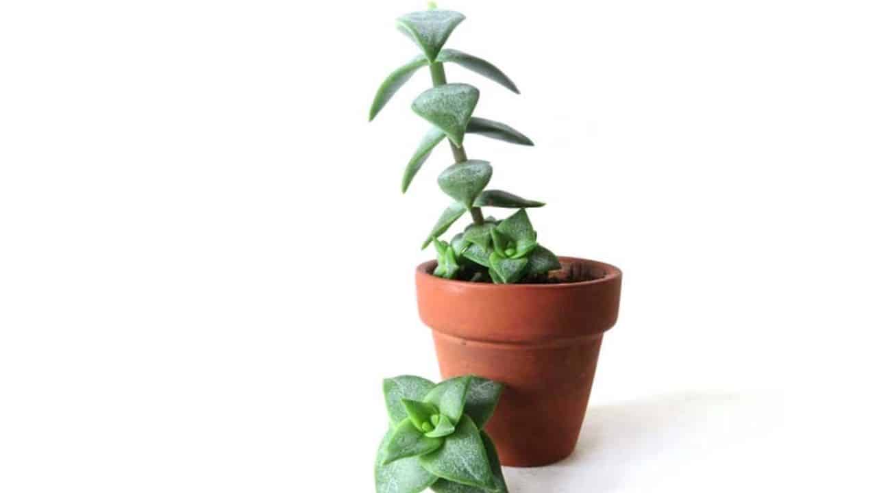Why is my succulent getting taller? Reasons And Solutions