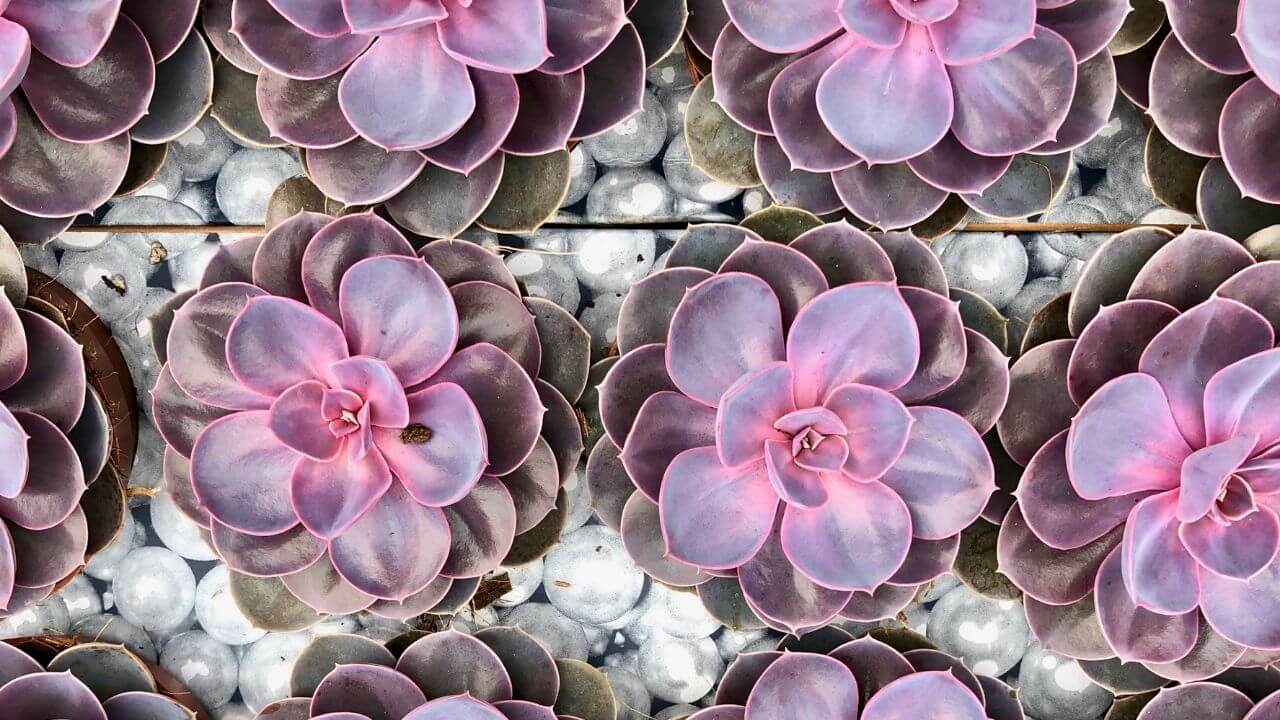 why-is-my-succulent-turning-pink