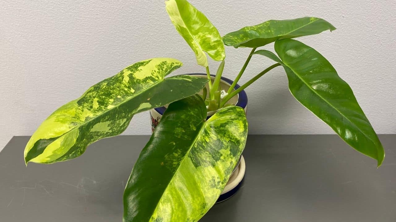 why is variegated philodendron billietiae so expensive