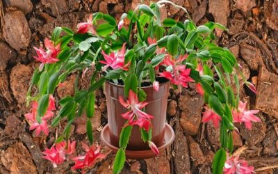 Can I Use Orchid Potting Mix For Christmas Cactus