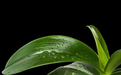 Can You Use Leaf Shine On Orchids?