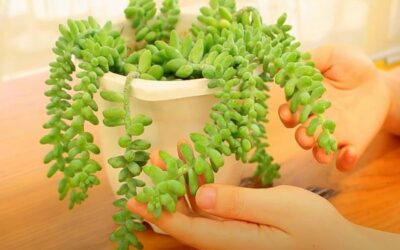 How To Propagate Donkey Tail Succulent? A Complete Guide