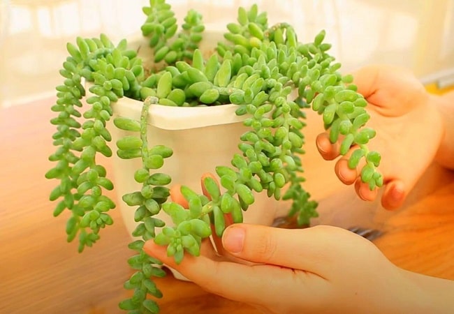 How To Propagate Donkey Tail Succulent