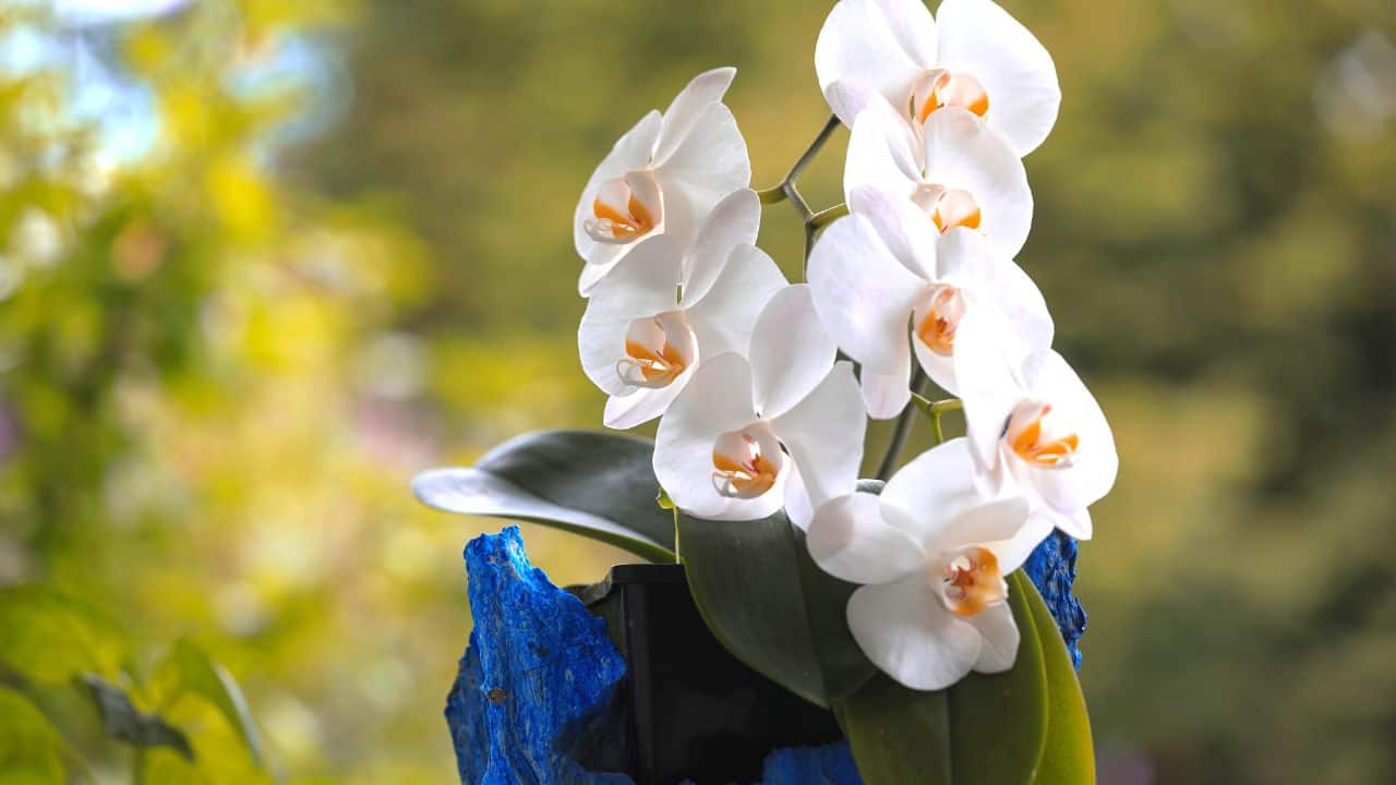 are-phalaenopsis-orchids-poisonous-to-humans