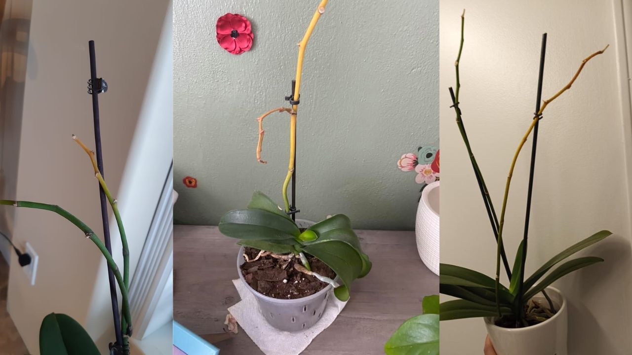 What’s Causing the Yellowing of My Orchid Stem? Roots & Remedies