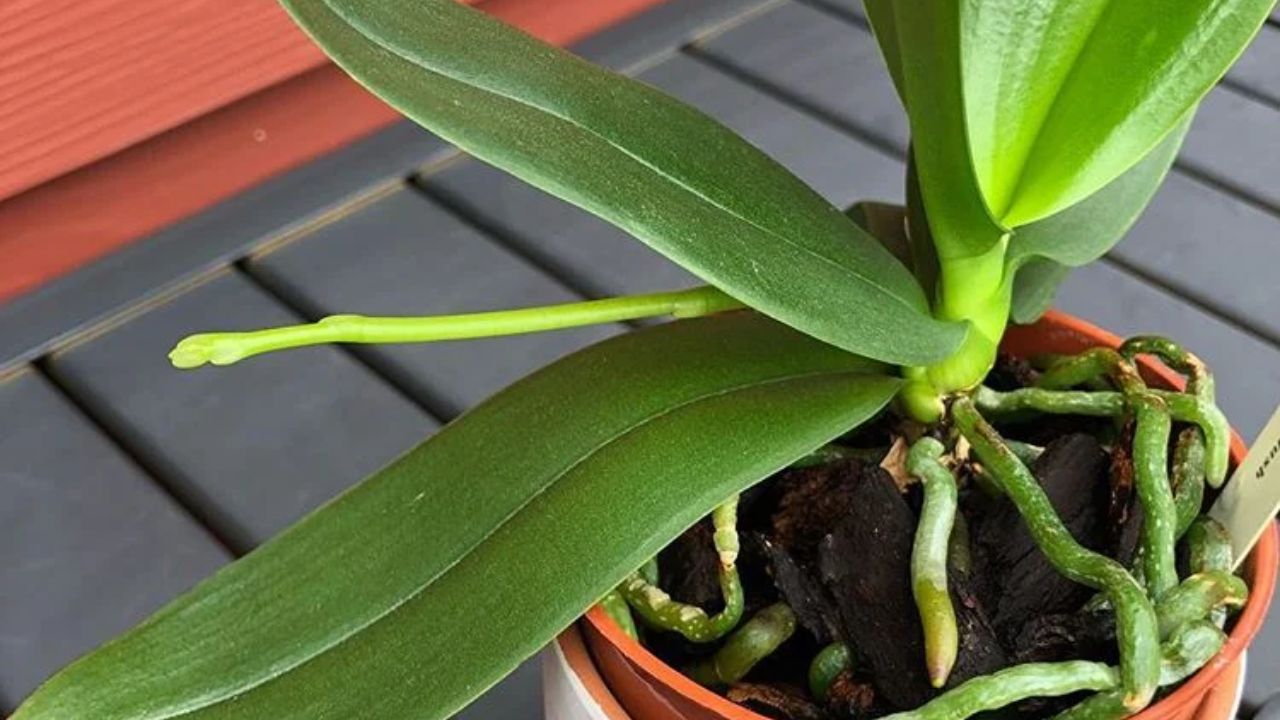 Why won’t a stem grow on my orchid plant?