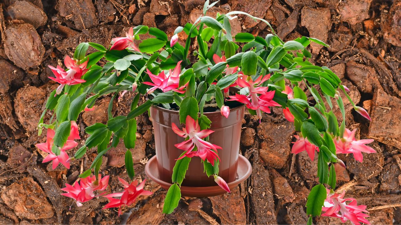can I use orchid potting mix for christmas cactus