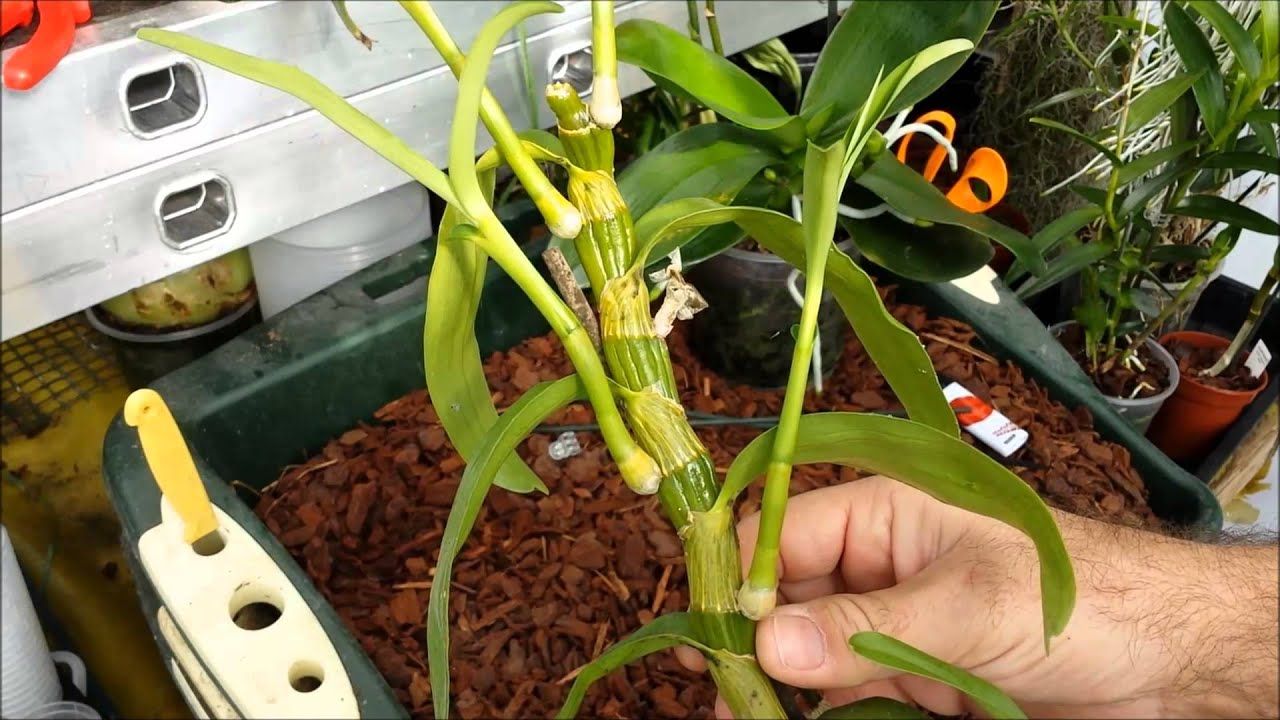 how to clone orchids without keiki paste