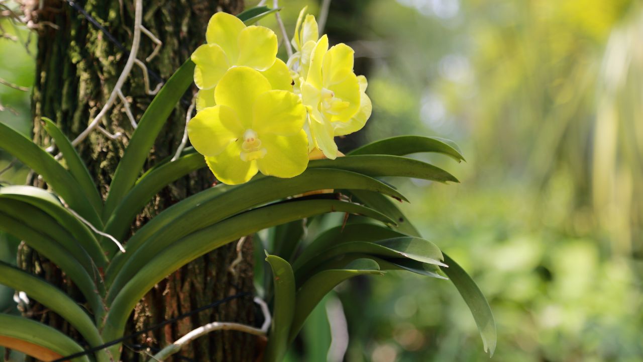 how to fertilize orchids on trees