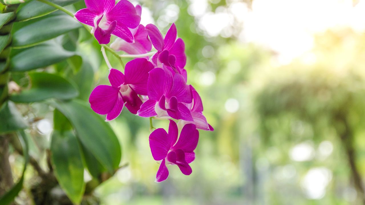 can you put orchids outside in the summer