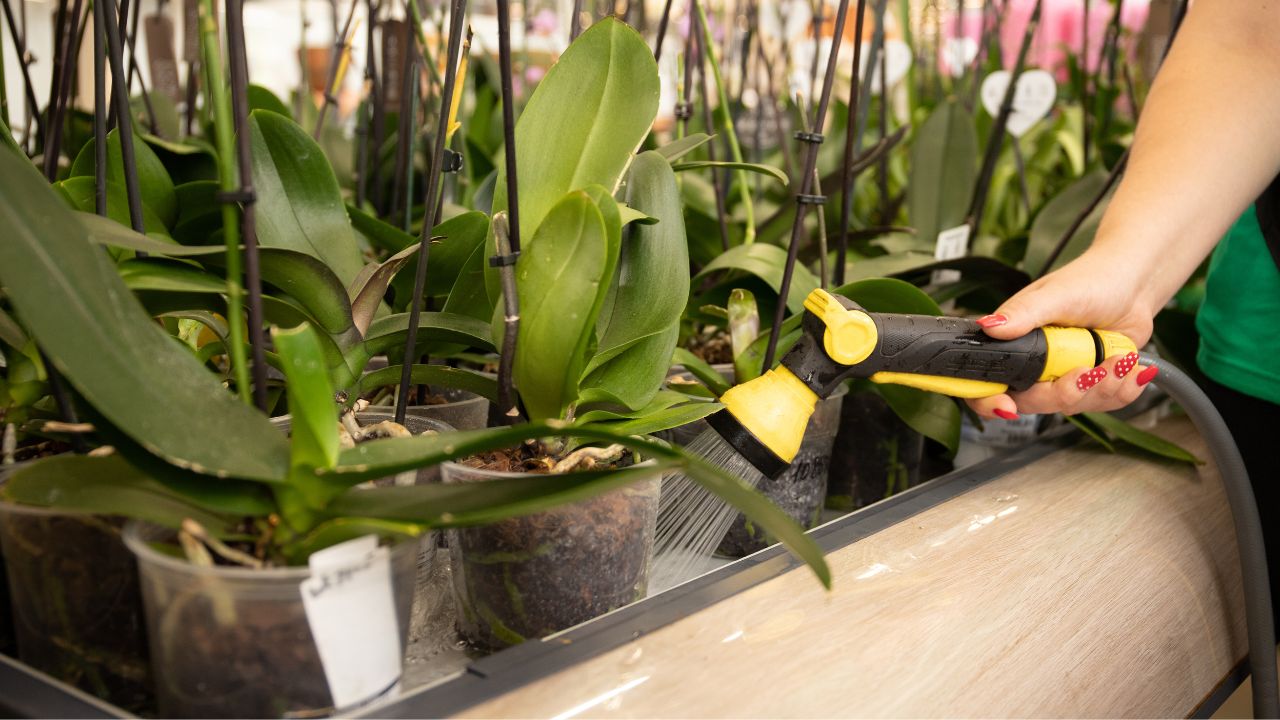 how long can orchids go without water