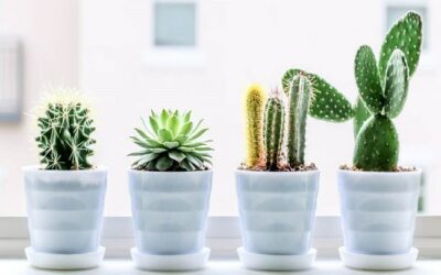 When Is Succulent Growing Season? A Beginners Guide