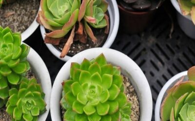 Why Did My Succulent Die? How To Revive It