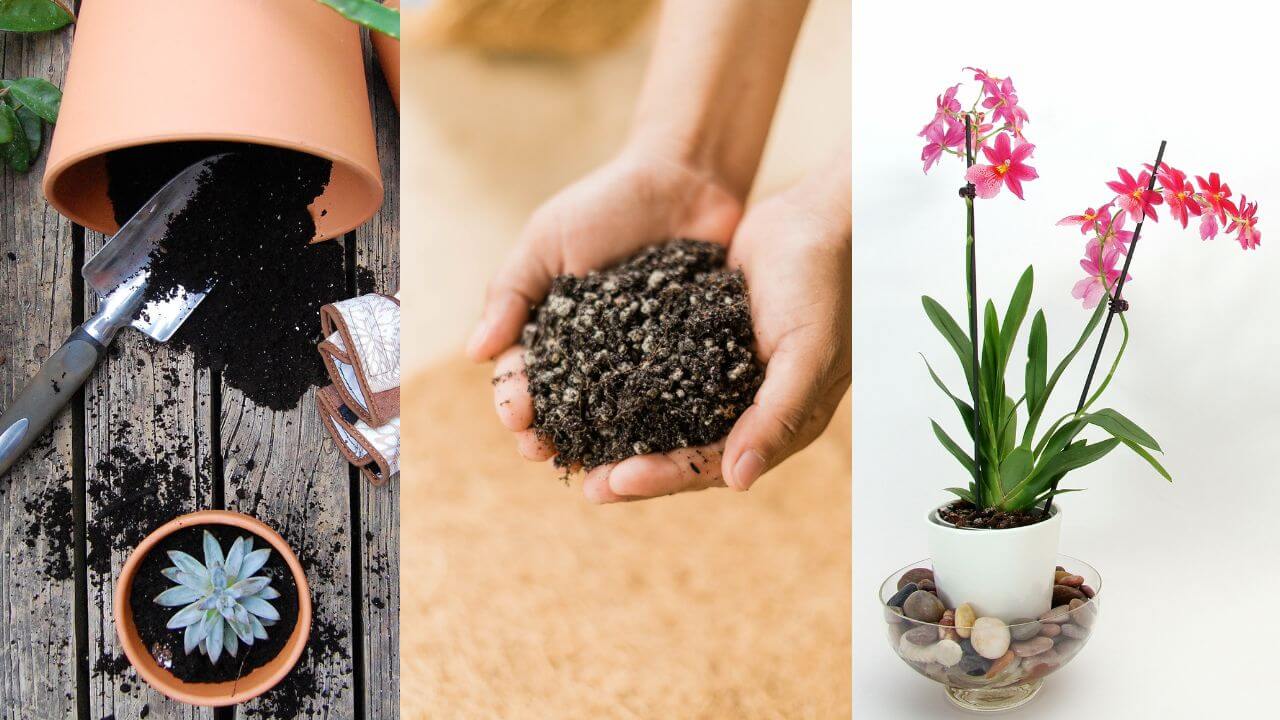 I tried Succulent potting mix for my Orchid: Here’s what I found