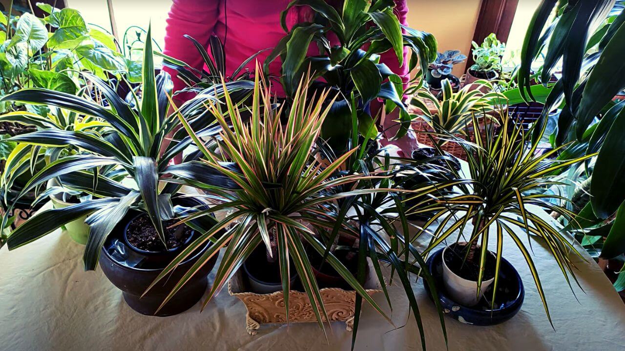 Can I use succulent soil for Dracaena? A complete guide