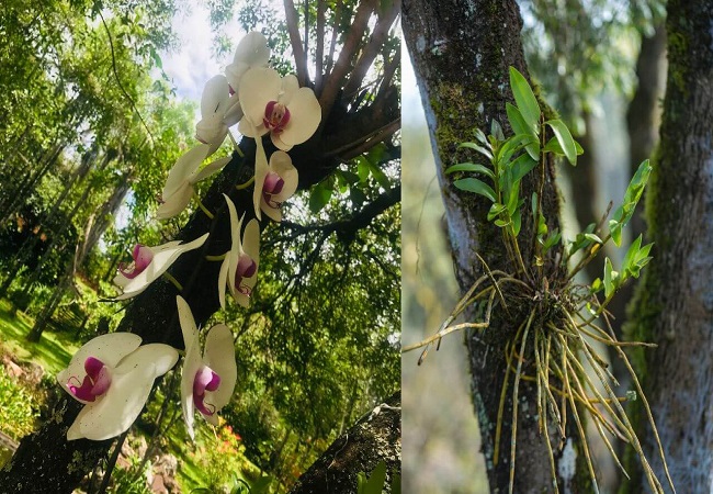 can orchids grow on palm trees
