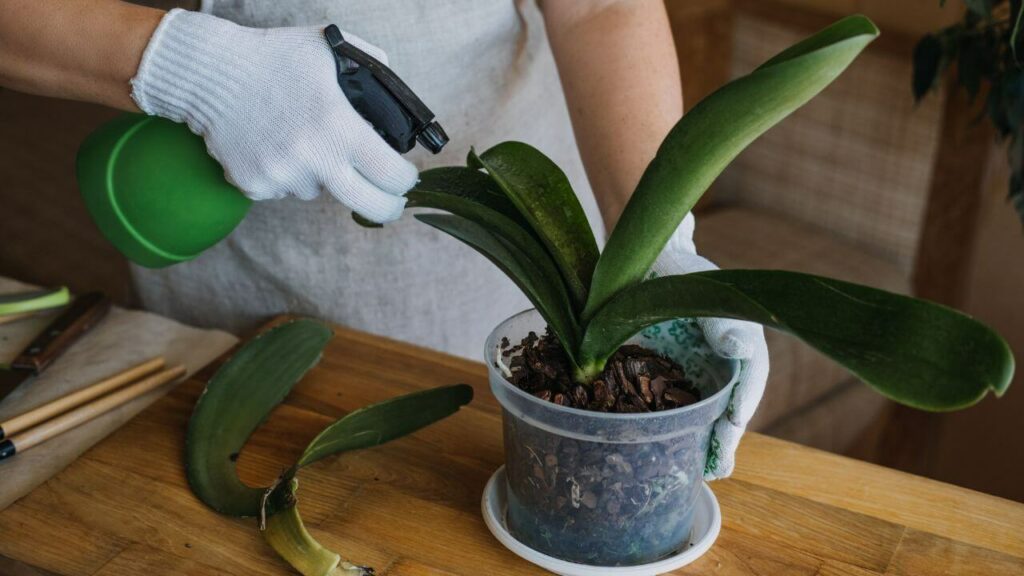 Can You Propagate An Orchid From A Leaf Five Steps For Propagation From Leaf 2076