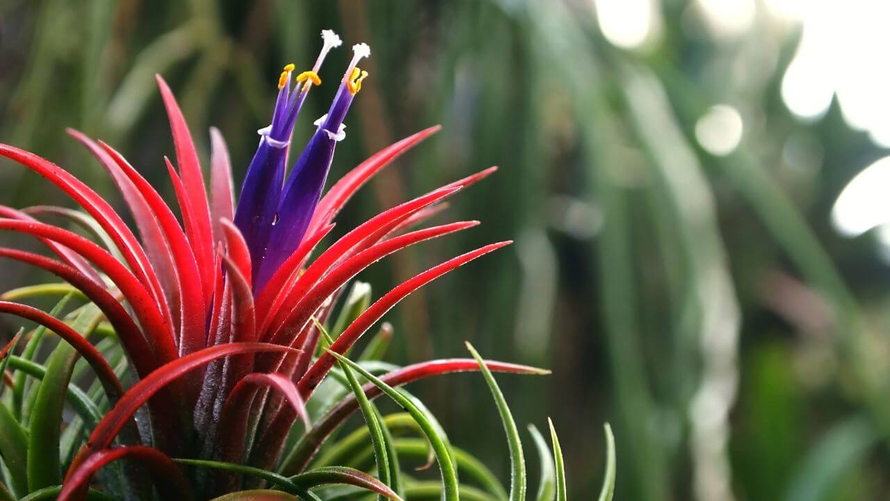 can-you-use-succulent-soil-for-bromeliads