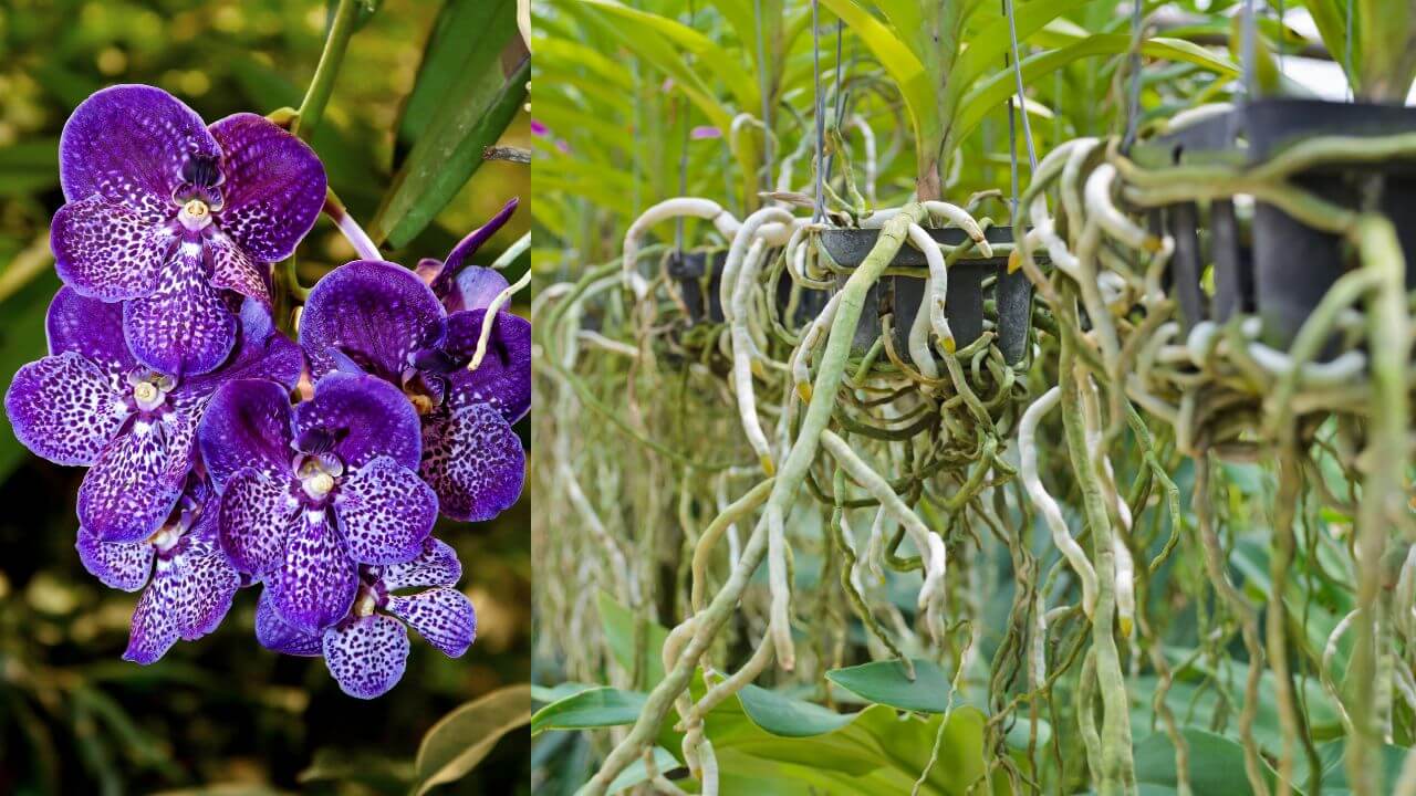 how-to-promote-root-growth-on-vanda-orchids