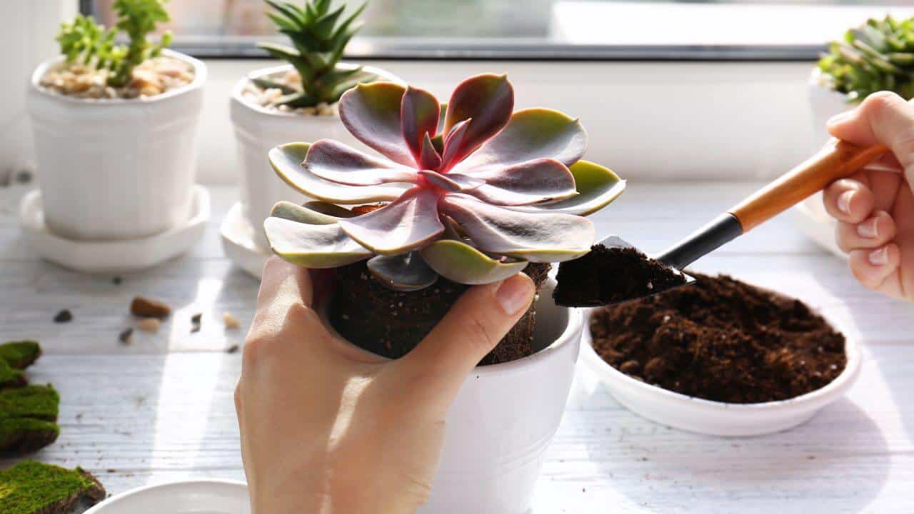 how-to-replant-succulent-plants