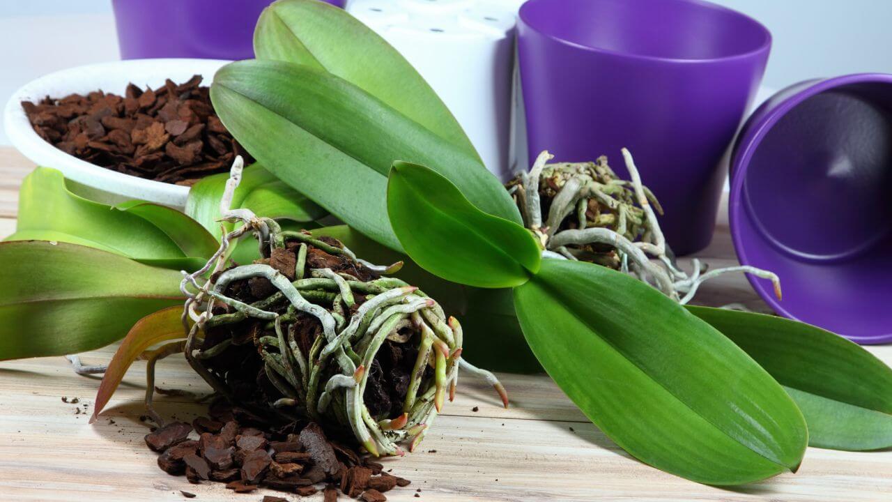 Tea for Orchids Care: A Guide to Revive A Dying Orchid Plant Back to Life