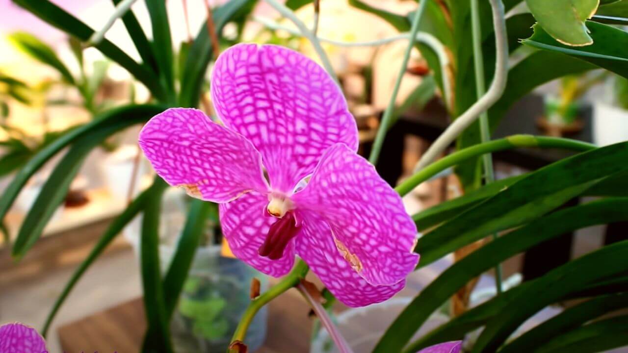 how-to-save-a-dying-vanda-orchid