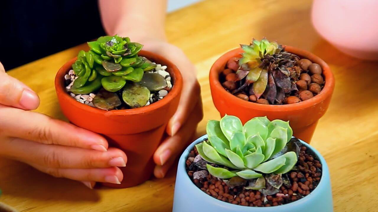 how-to-save-overwatered-succulent