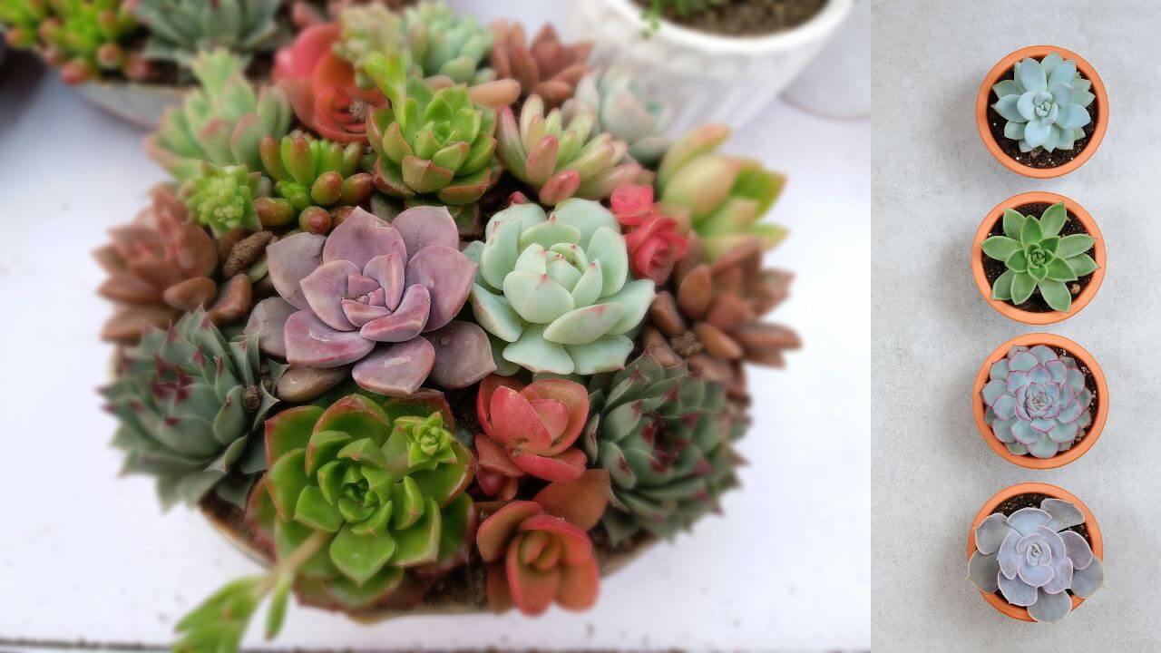 How To Trim Succulent Plants? Step By Step Guide