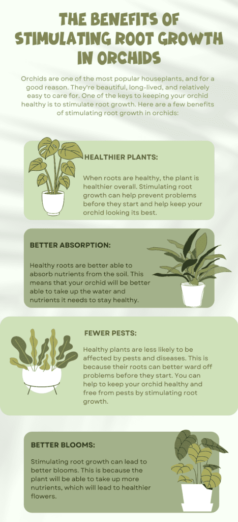 The Benefits of Stimulating Root Growth in Orchids