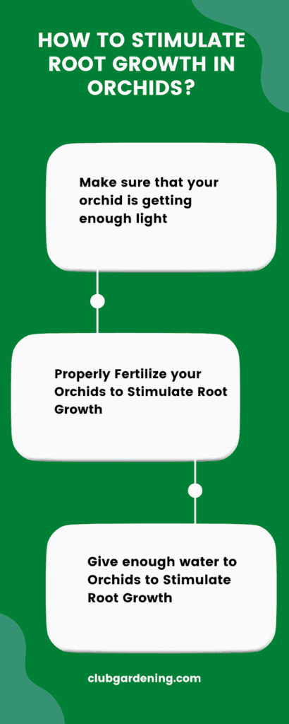 How to stimulate root growth in orchids?