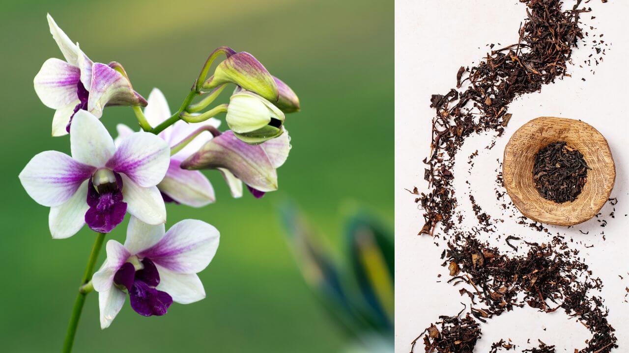 is-black-tea-good-for-orchids