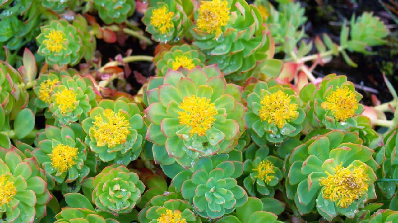 what-to-do-with-succulent-flowers